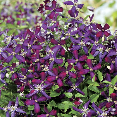 #ad Sweet Summer Love Clematis Fragrant Long Blooming 4quot; Pot Proven Winner