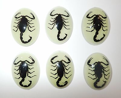 #ad Insect Cabochon Black Scorpion Specimen Oval 30x40 mm Glow 10 pieces Lot