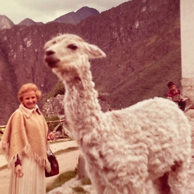 #ad K6 Photograph 1964 Peru Llama Cute White Old Woman Hand From Out Of Frame Reach