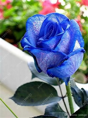 #ad 20 SEEDS for Navy Blue Violet RARE Rose tea flower Bush exotic plant USA Seller