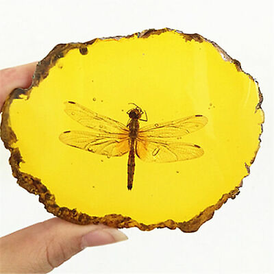 #ad Beautiful Amber Dragonfly Fossil Insects Manual Polishing Decorative Pieces