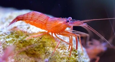 #ad 10 Live Saltwater Peppermint Shrimp