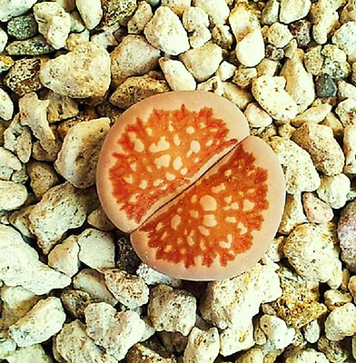 #ad LITHOPS JULII FULLERI living stones exotic rock ice plant rare seed 100 SEEDS
