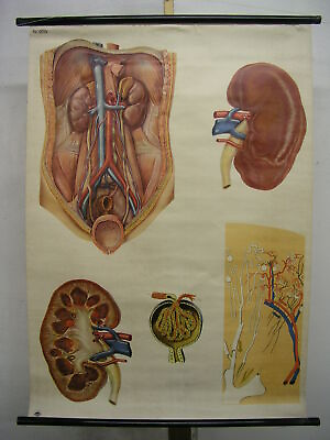 #ad Kidney Menschen Bauchraum Urine Detoxification 1972 Schulwandbild Mural 82x115