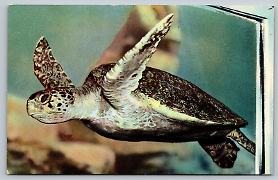 #ad Palos Verdes California CA Marineland Of The Pacific Myrtle Sea Turtle Postcard