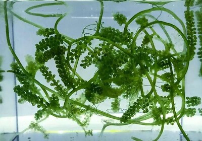 #ad Live Green Grape Caulerpa Frag Marine Macro Algae Reef Refugium Saltwater