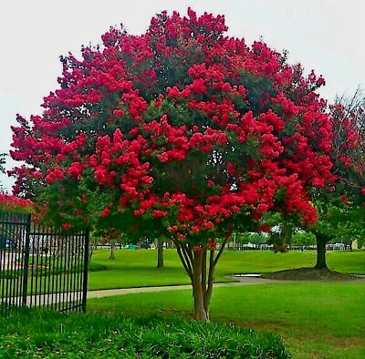 #ad CRAPE MYRTLE TREE SEEDS Crepe Lagerstroemia Indica Fast Lilac Flower Plant