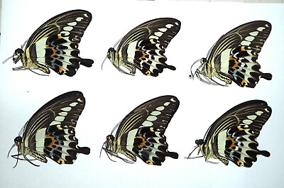 #ad Papilionidae. 6 x Papilio gigon. Luwuk