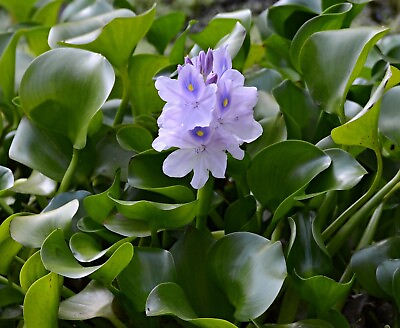 #ad 12 Water Hyacinth Plants Pond Plant Pond Flower Great for Koi Ponds