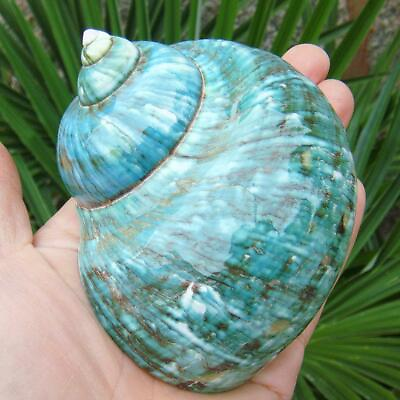 #ad Green Turbo Natural Rare Real Sea Shell Conch Aquarium Home Decor Fast5