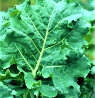 #ad PREMIER KALE EARLY HANOVER SEEDS 200 SEEDS NON GMO BUY 4 ITEMS FREE SHIPPING