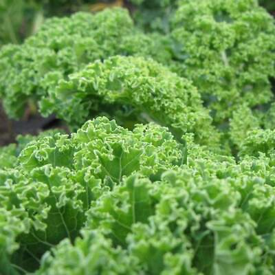 #ad Kale Dwarf Blue Curled Seeds 500 Vegetable NON GMO USA SELLER FREE SHIPPING