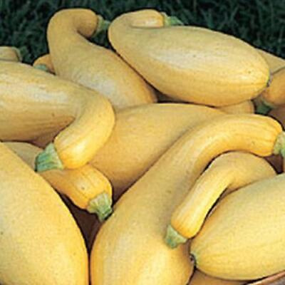 #ad Yellow Crookneck Squash Seed NON GMO Heirloom Yellow Summer Squash 25 Seeds
