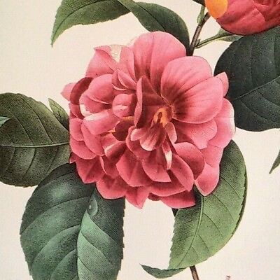 #ad P. J. Redoute Flowers Camelia Japonica Botanical Art Book Plate 16 Print