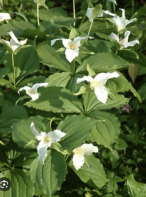 #ad 10 White Trillium Plant Trillium Grandiflorum Bulbs Bare Root Wildflower Shade $13.49
