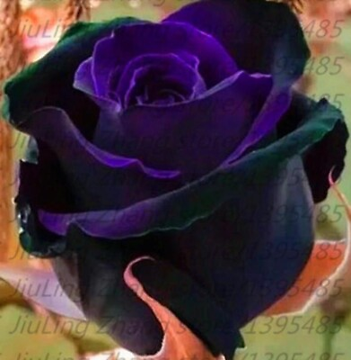 #ad 20 SEEDS for Black Purple RARE blend Rose flower bush exotic plant USA Seller
