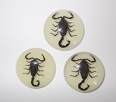 #ad Insect Cabochon Black Scorpion 35 mm Round Glow in the dark 3 pieces Lot