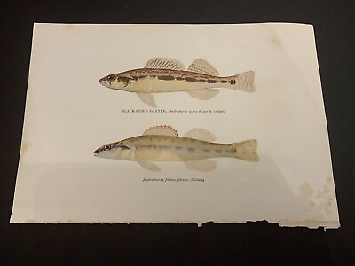 #ad Vintage c.1910 Black Sided Darter Chromolithograph Bookplate Fish Print