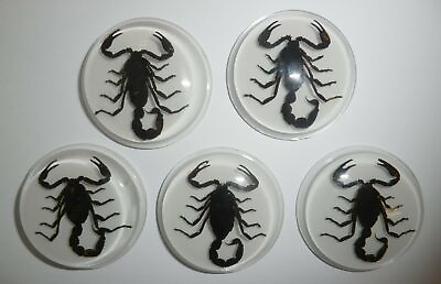 #ad Insect Cabochon Black Scorpion 38.5 mm Round inner 35 mm Amber White 5 pcs Lot
