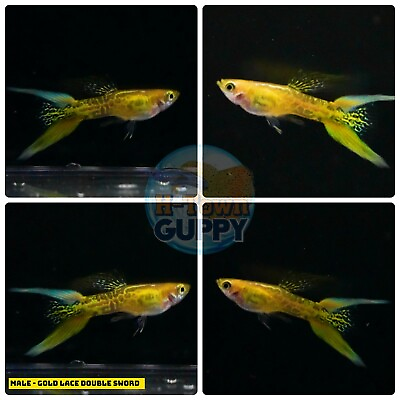 #ad X2 MALE Live Aquarium Guppy Fish High Quality GOLD LACE DOUBLE SWORD
