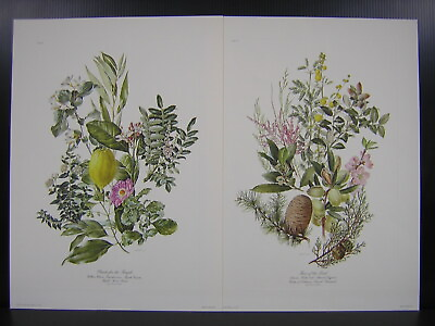 #ad Anne Dowden Plants of the Bible Set of 2 Signed Botanical Art Print