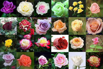 #ad 20 CLASSIC STYLE ROSE SEEDS home garden flower plant bush diy Rosas hybrid tea