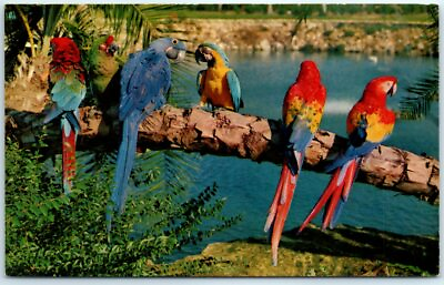 #ad Postcard Trained Parrots at Busch Gardens in Tampa. Florida