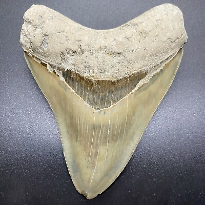 #ad Spectacular Light Gray Sharply Serrated 4.64quot; Fossil MEGALODON Shark Tooth