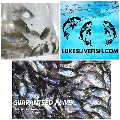 #ad 30 Live Bluegill Fish Bream Sun Fish MEDIUM GUARANTEE ALIVE FREE Shipping