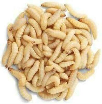 #ad Live Waxworms Pet Lizard Food Alive Wax Worm Fish Bait Bee Moth Dragon Feeder