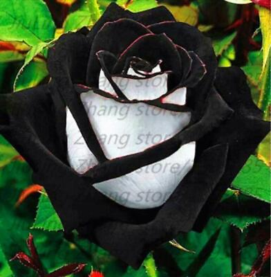 #ad 10 RARE BLACK ROSE SEEDS perennial flower garden bush tea USA SELLER W TRACK