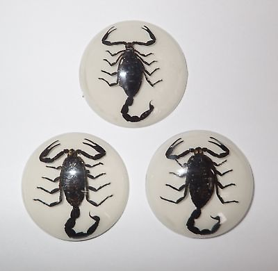 #ad Insect Cabochon Black Scorpion 35 mm Round on White Bottom 3 pieces Lot