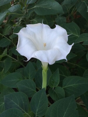 #ad Moonflower 50 Seeds WHITE Fragrant Bush Organic Moon flower Datura Trumpet