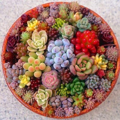 #ad Mixed Succulent Seeds 100seeds pack