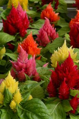 #ad Flower Seed: Ice Cream Mix Celosia Seeds 40 seeds Fresh Seed FREE Shipping