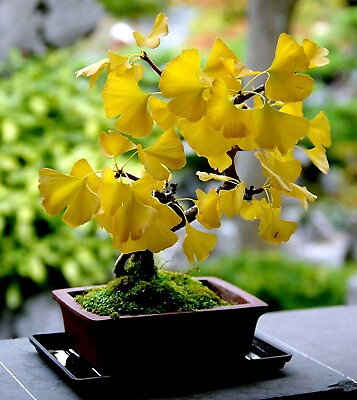 #ad STRATIFIED Ginkgo Biloba Tree Seeds Maidenhair Yellow Rare Bonsai Plant Hardy 3