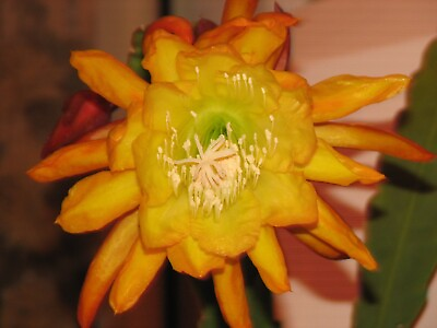 #ad Epiphyllum quot;FRENCH GOLDquot; cactus cutting