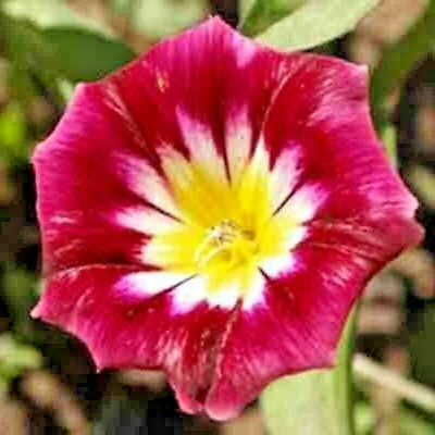 #ad MORNING GLORY 25 SEEDS HUMMINGBIRD MIX RED ENSIGN TRICOLOR DWARF VINING FLOWERS