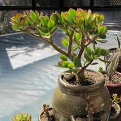 #ad Crassula Ovata Croby#x27;s Compact Jade Plant: 1 Live Succulent Bonus