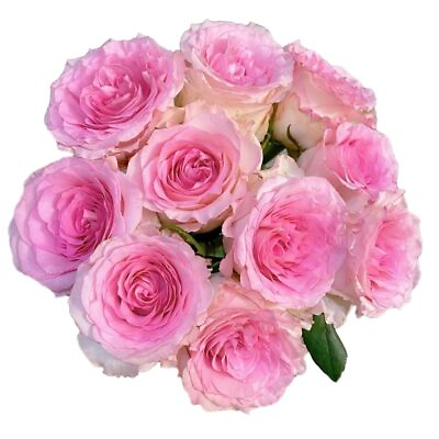 #ad Rose Seedlings quot;Goddess of The Luo Riverquot;Pink Rose BushRose HedgingLiving ... $18.64