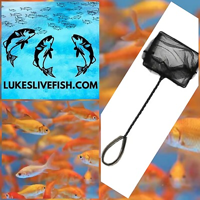 #ad 15 Live Fish Goldfish SMALL GUARANTEE ALIVE FREE Shipping And Fish Net
