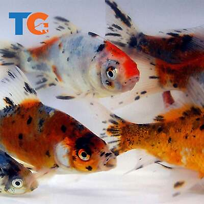#ad Toledo Goldfish LIVE Shubunkin Goldfish