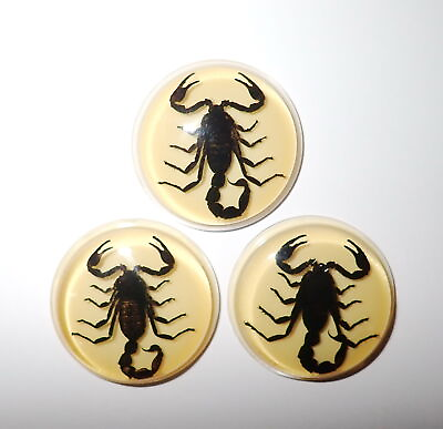 #ad Insect Cabochon Black Scorpion 38.5 mm Round inner 35 mm Amber White 3 pcs Lot