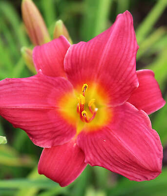 #ad Wine Delight Daylily 3 root divisions