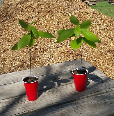 #ad Dunstan Hybrid American Chestnut Seedling 12 to 18 Inches Tall Tree Actual Photo