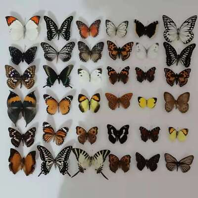 #ad 20pcs（Butterfly species with no duplicates）​natural Real Butterflies Specimen