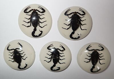 #ad Insect Cabochon Black Scorpion 35 mm Round on White Bottom 100 pieces Lot