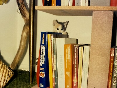 #ad 1U Photograph Cute Adorable Kitten Kitty Cat Calico Poking Head Out Book Shelf