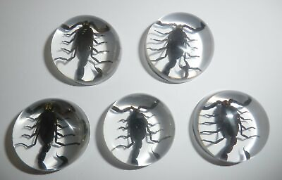 #ad Insect Cabochon Black Scorpion Specimen Round 25 mm Clear 10 pieces Lot