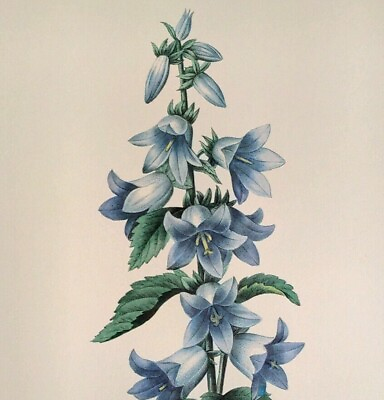 #ad P. J. Redoute Flowers CAMPANULA Botanical Art Book Print Plate 19